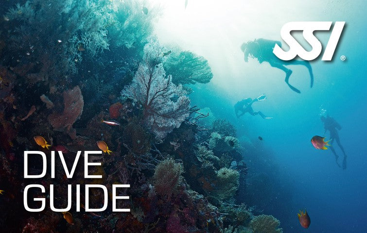 Dive Guide Starting 7th February 2026